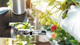 Roboter untersucht Erdbeerpflanze